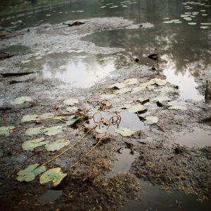 Metamorphosis, Series I #8 – ‘Flattened Waterlilies