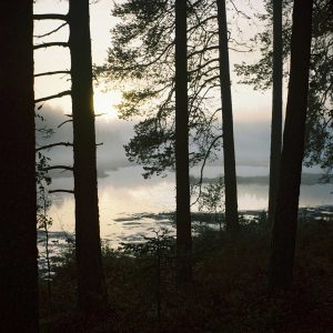 Metamorphosis, Series I #4 – ‘Through Misty Trees’