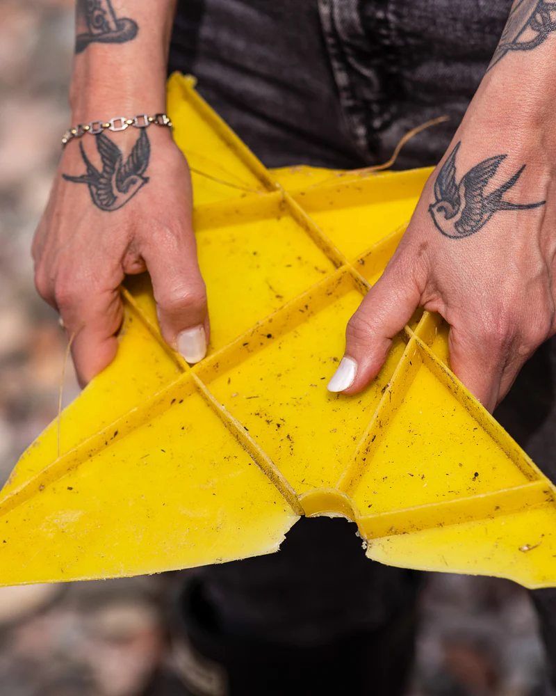 Lucky Swallow, Sea Lemon - Image 3