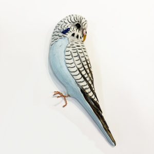 Blue Single Budgie facing right
