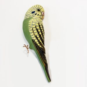 Green Single Budgie facing right